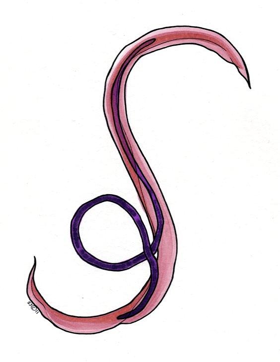 564x729 Schistosoma Mansoni Drawing