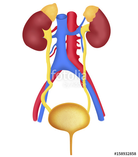 441x500 Urinary System, Drawing Stock Photo And Royalty Free Images