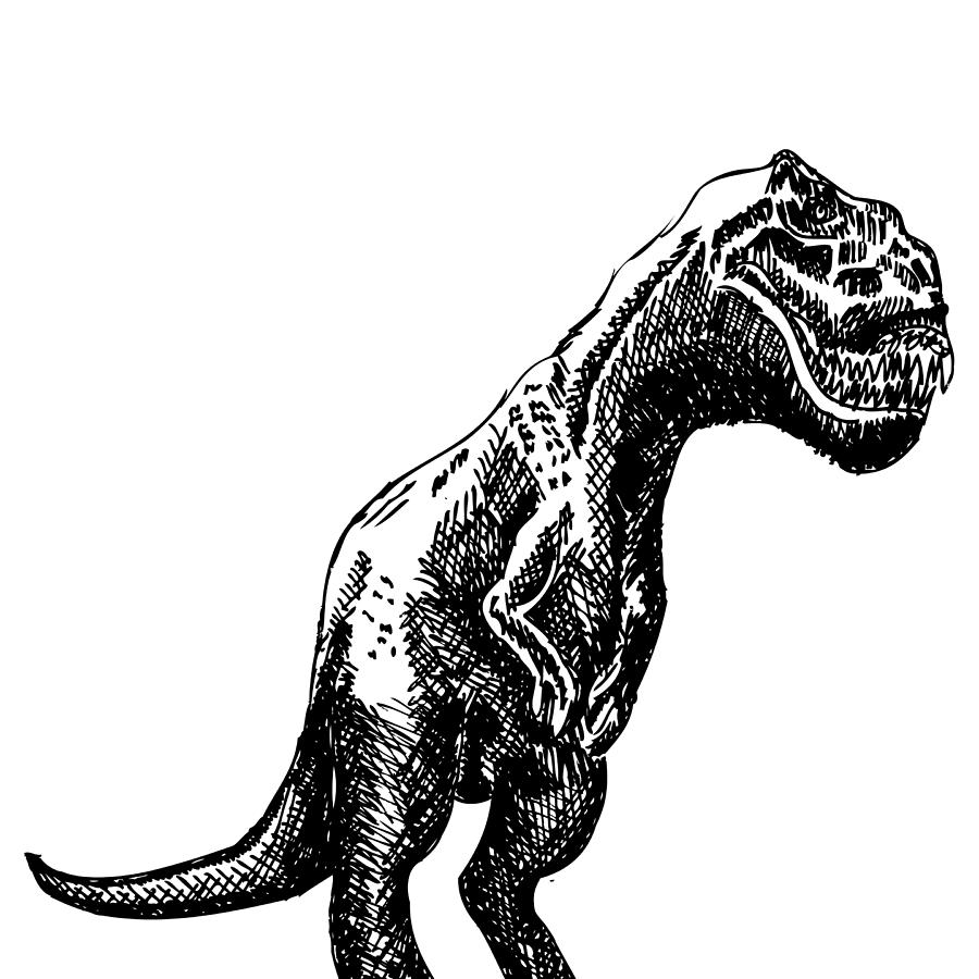 900x900 T Rex Dinosaur Drawing