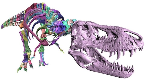 620x340 Tyrannosaurus Rex Skeleton Made Complete With Artec Scanning