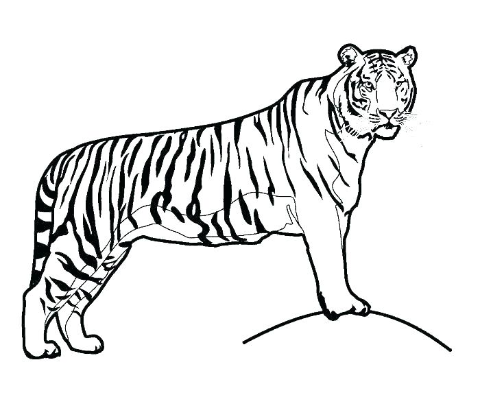 700x576 Tabby Cat Coloring Pages Tabby Cat Coloring Pages Learn How