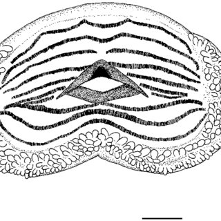 320x320 Drawing Of A Tadpole Of Quasipaa Fasciculispina