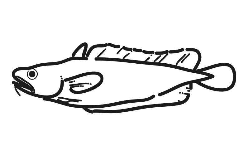 796x500 Tadpole Codling