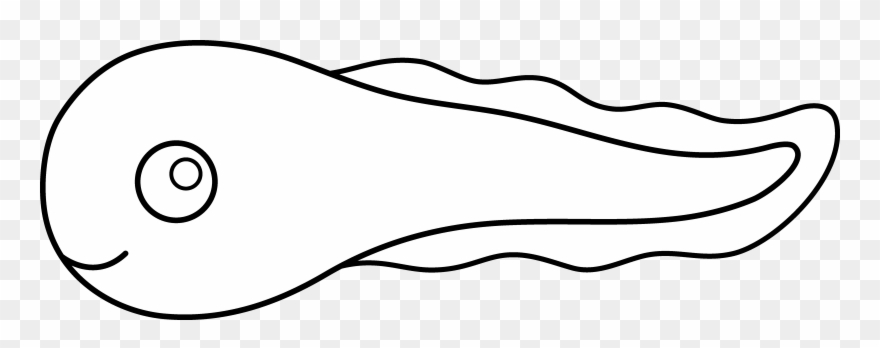 880x348 Tadpole Cliparts