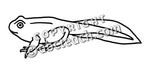 300x150 Tadpole Drawing With Legs