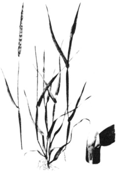 238x352 Canary Grass