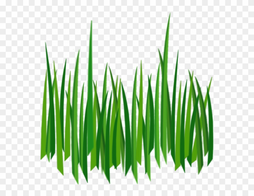880x680 Grass Png Image, Green Grass Png Picture