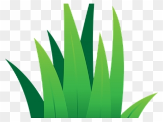 320x240 Lawn Clipart Leaves Grass