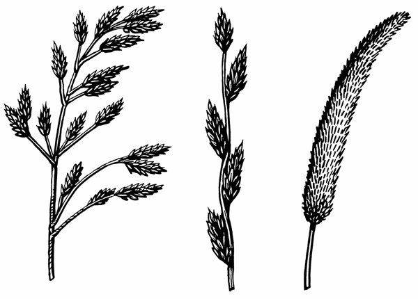 600x430 Pasture Grasses Identified