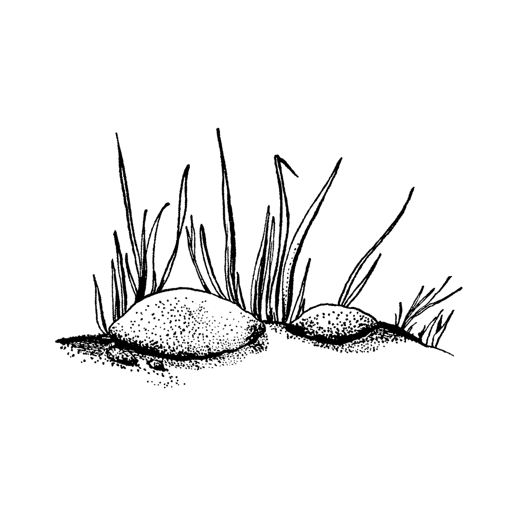 1024x1024 Rock With Tall Grass