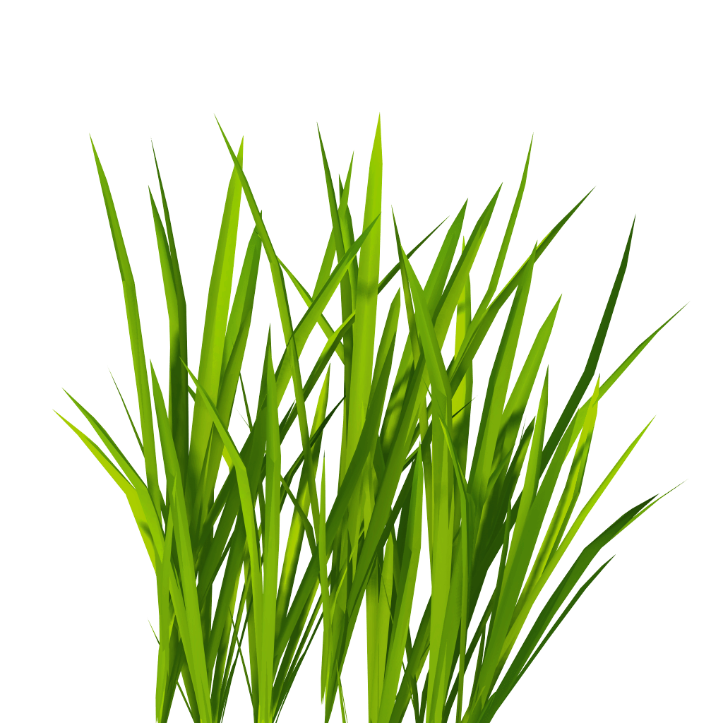 1024x1024 Tall Grass Png Images In Collection