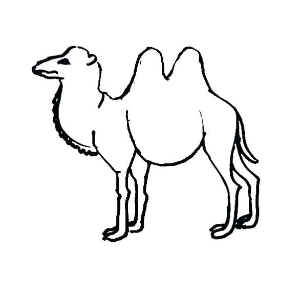 590x576 Camel Coloring Pages Coloring Pages Coloring Pages Camel