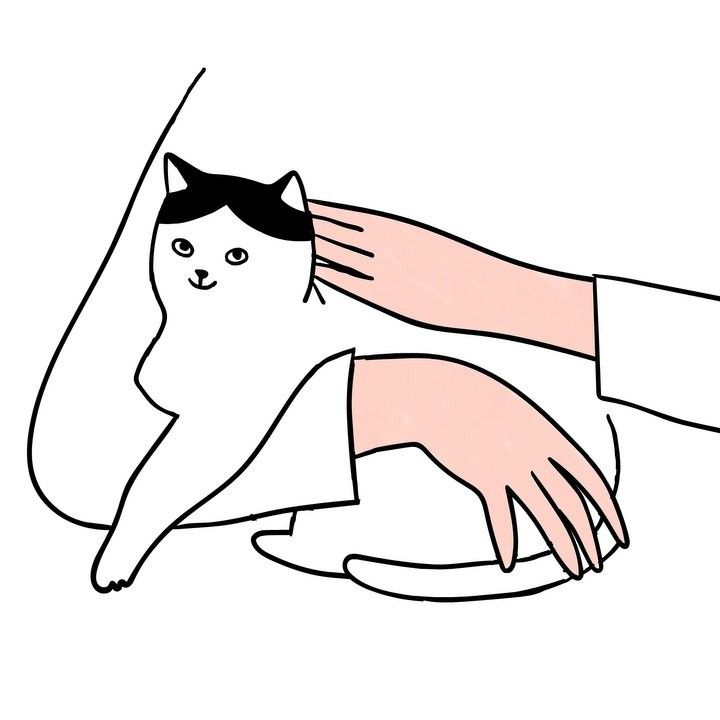 720x720 Cat Illustration, Cat Art, Drawings