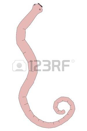 300x450 Collection Of Free Disfiguring Clipart Tapeworm Download On Ui Ex