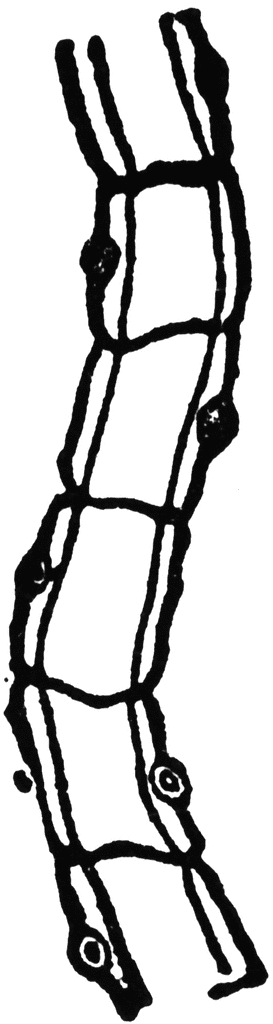 273x1024 Tapeworm Clipart Etc