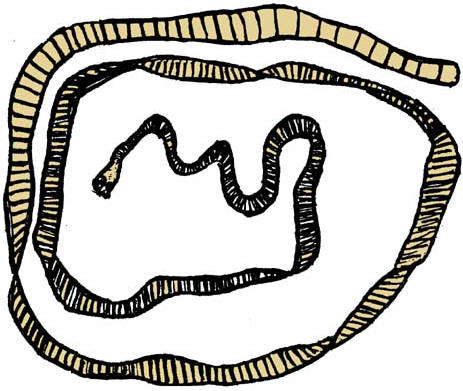 463x391 Tapeworm Drawing