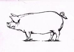 236x166 Life Cycle Of A Pork Tapeworm Taenia Solium Drawing