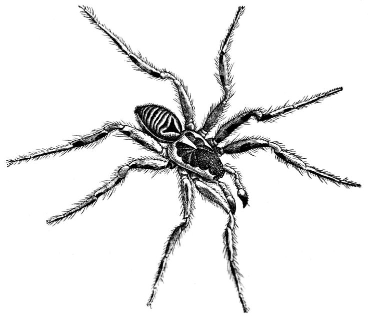 736x637 drawn bug tarantula