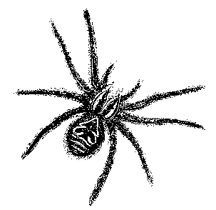 303x294 have you hugged your tarantula lately high country news