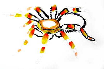 400x266 how to draw a tarantula