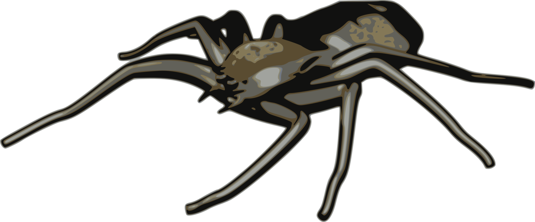 1807x750 spider tarantula western black widow computer icons drawing cc0