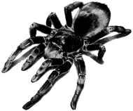 190x158 tarantula