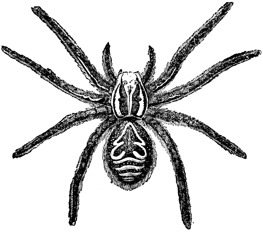 1024x903 tarantula clipart etc