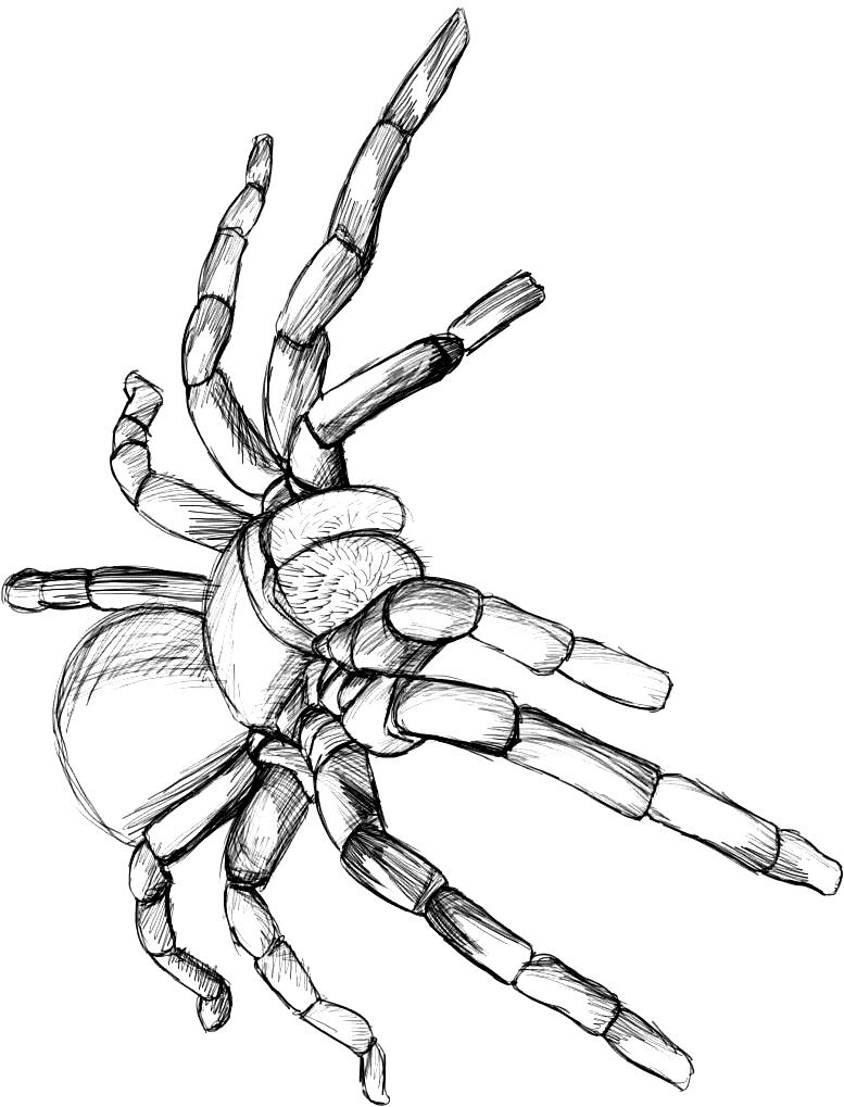 777x1019 tarantula clipart archives