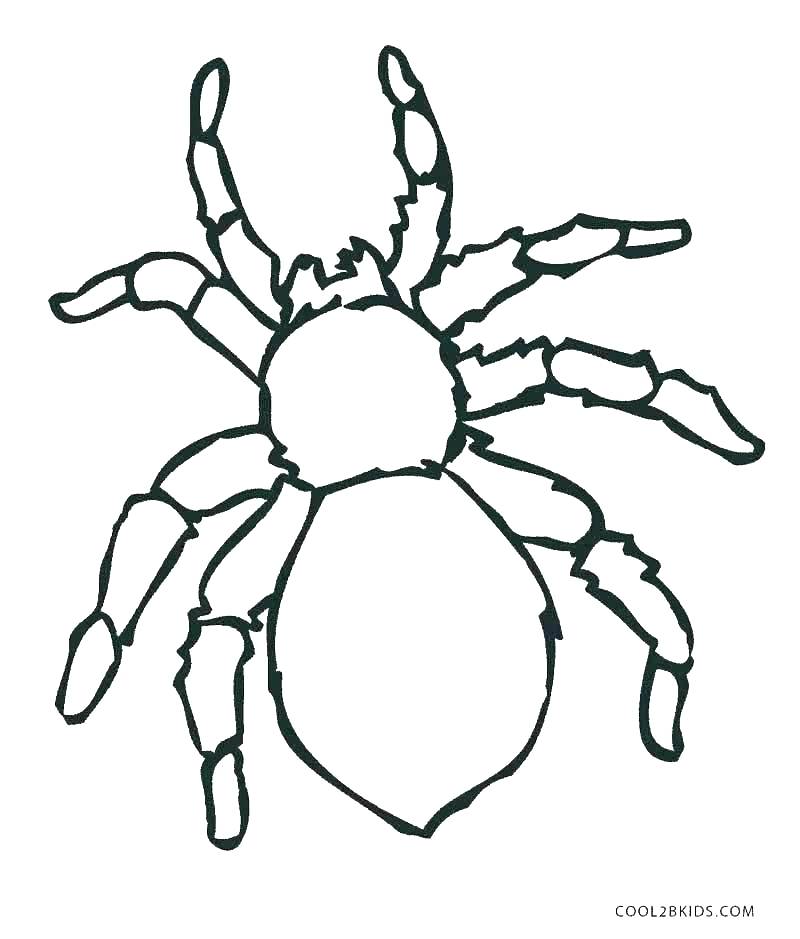 800x939 tarantula coloring