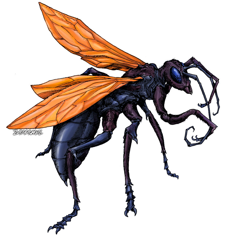 900x928 tarantula hawk wasp