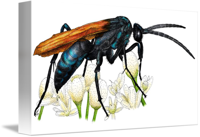 650x444 tarantula hawk wasp