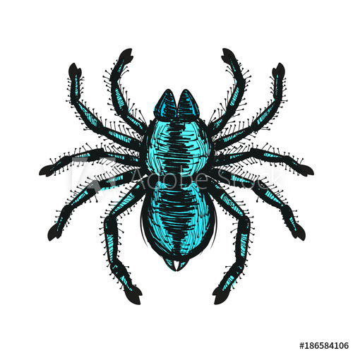 500x500 spider tarantula vector color drawing