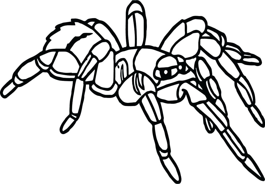 1024x712 tarantula coloring