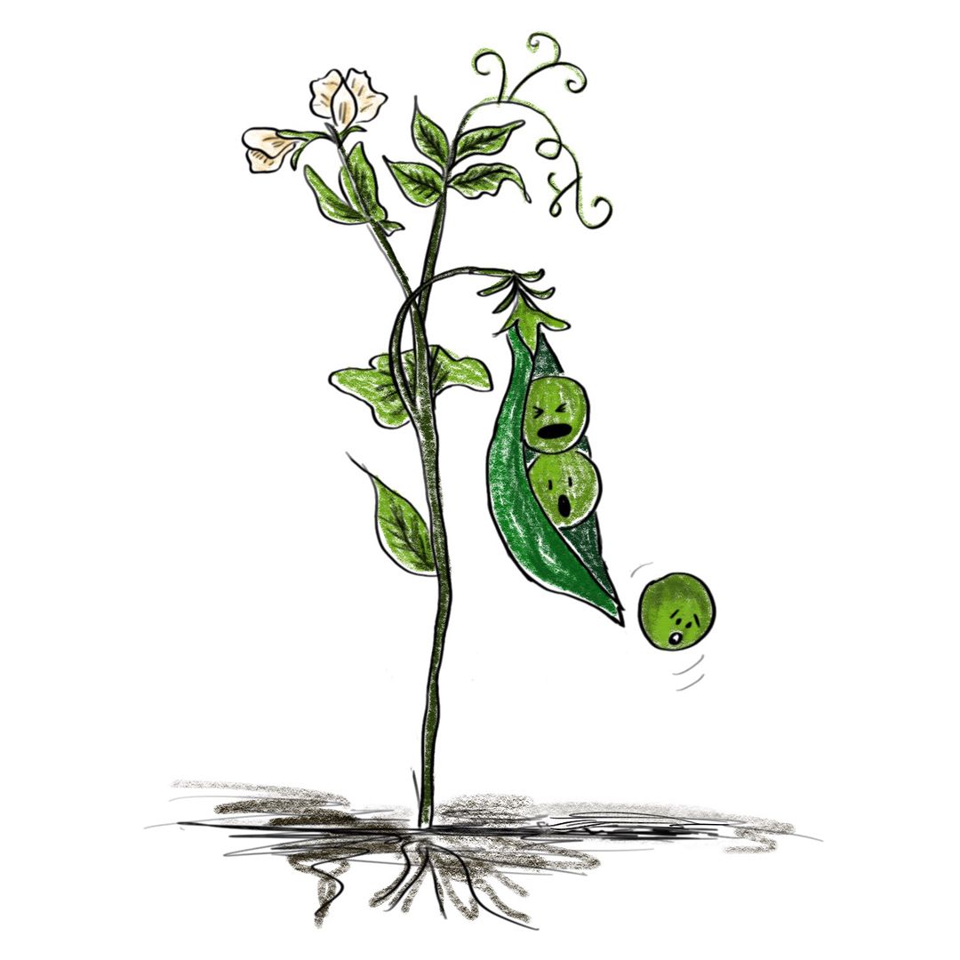 1080x1080 cute peas, falling pea peas on a pod pastel illustration