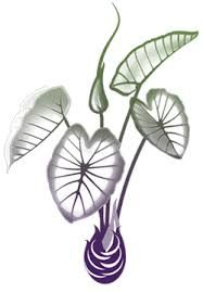 187x269 resultado de imagem para taro plant tattoos taro plant, plant