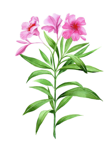 446x600 Exotic Plant Drawings