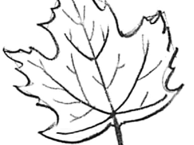 640x480 Free Drawn Foliage, Download Free Clip Art