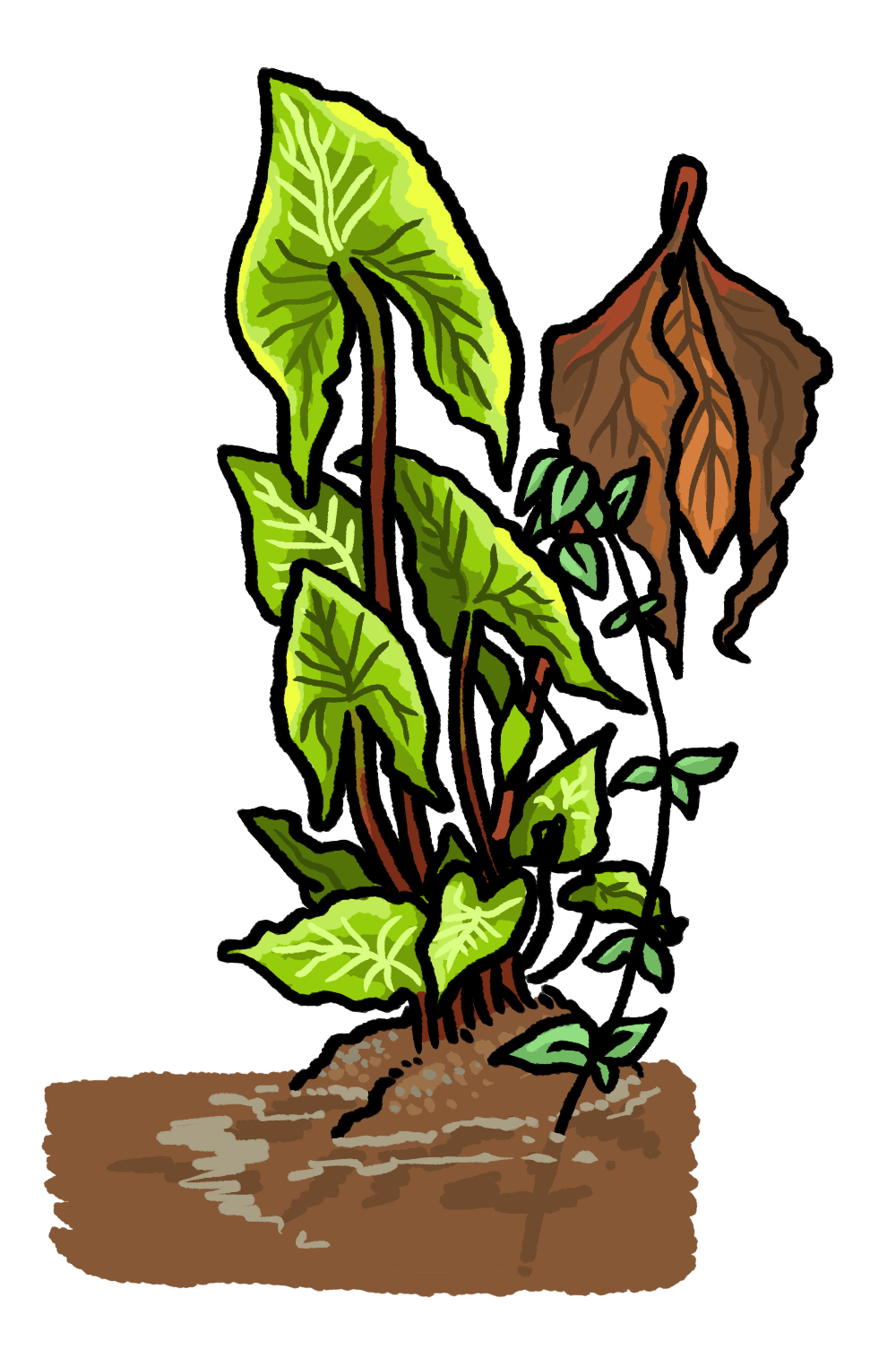 1000x1515 national geographic john g swogger