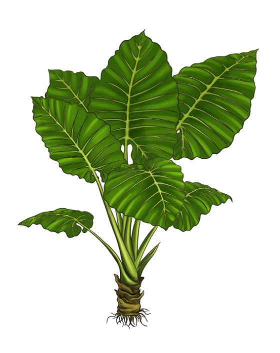560x707 Scientific Name Alocasia Macrorrhiza Keeve Neo Illustration