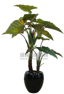 206x300 Taro Leaves, Taro Leaves Suppliers And Manufacturers
