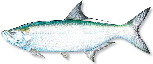 620x259 Image Result