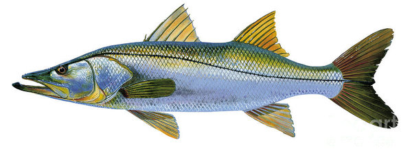 600x236 Tarpon Paintings Fine Art America