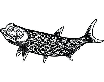 Tarpon Drawing | Free download on ClipArtMag