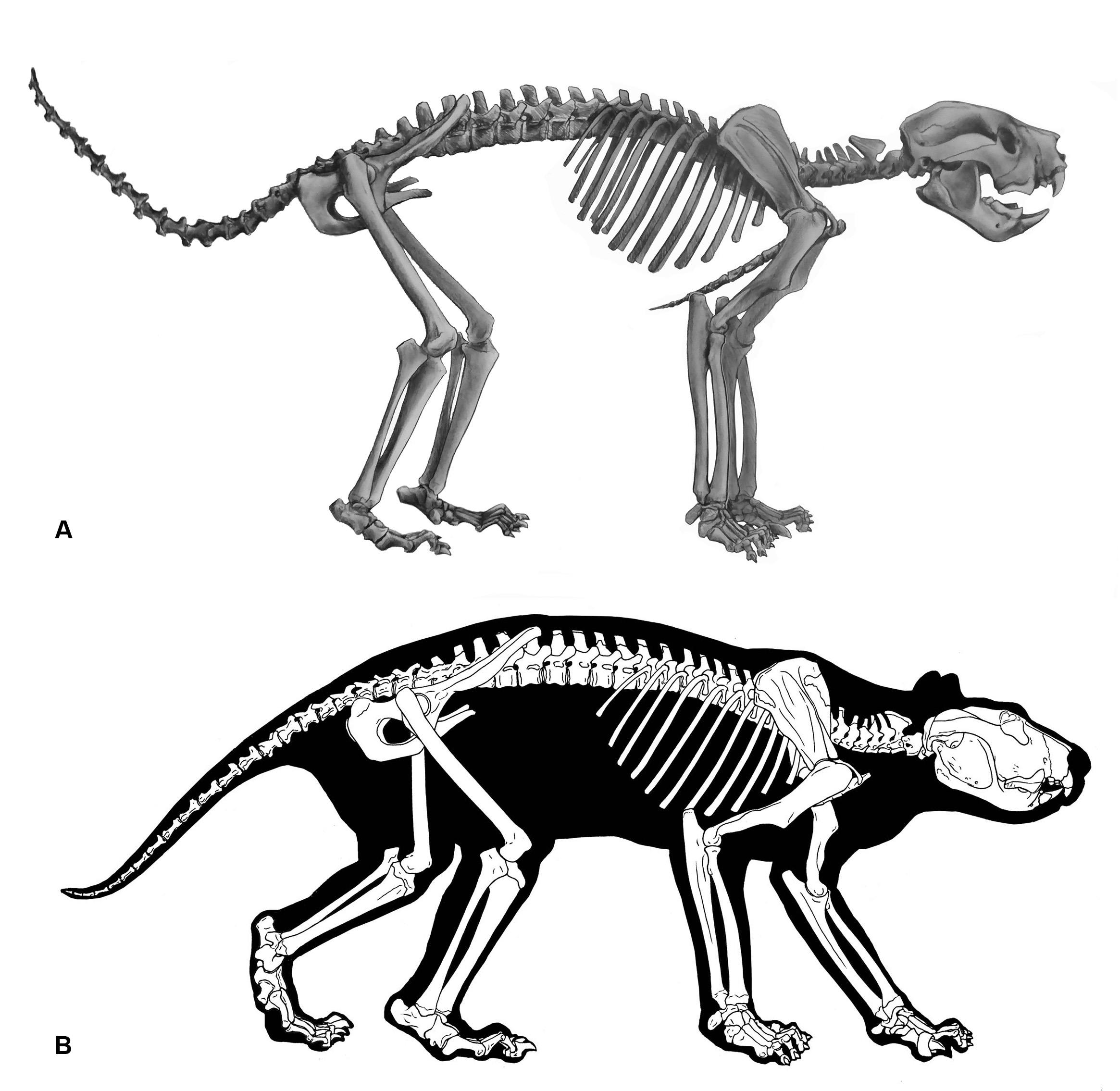 2330x2270 Complete Skeleton Of 'tasmanian Devil On Steroids' Reveals Secrets
