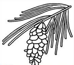 247x216 Free Pinecone Tassel Clipart