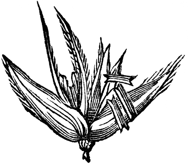 640x557 Corn Drawing Corn Tassel For Free Download