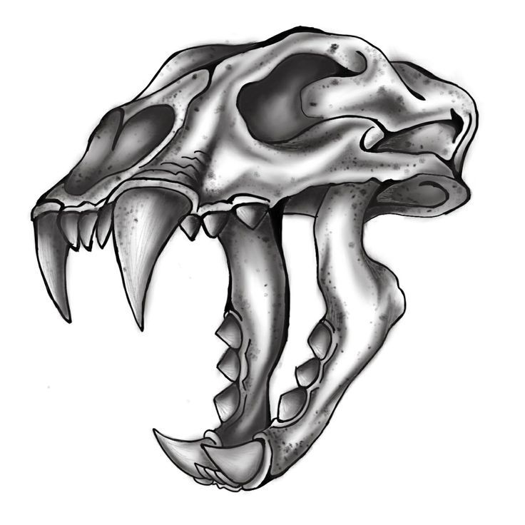 736x736 Saber Tooth Tiger Skull Drawing Saber Tooth Tiger Skull Tattoo