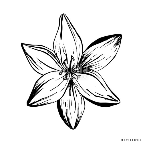 500x500 Huge Collection Of 'lily Flower Tattoo Drawing' Download More