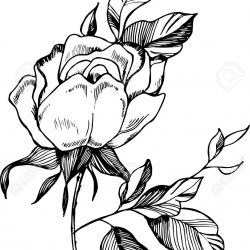 250x250 Black And White Rose Drawing Step