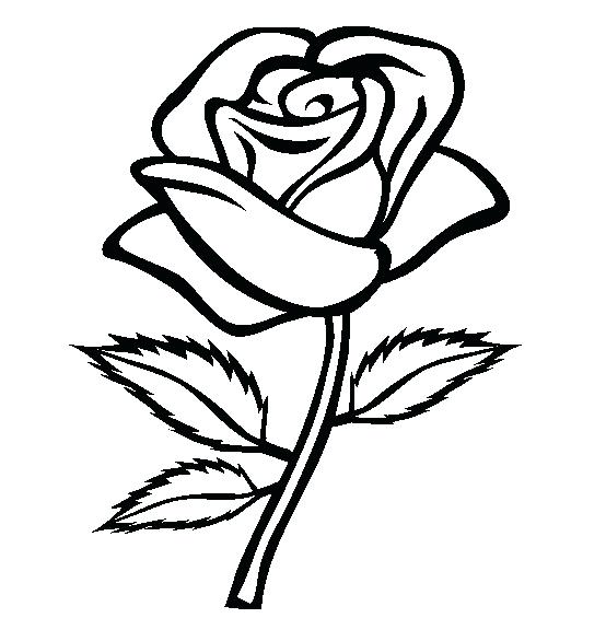 554x565 Rose Line Drawing Line Drawing Roses More Rose Line Drawing Tattoo